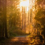 Tyresta Nationalpark Solnedgångsvandring med måltid