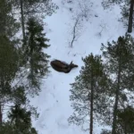 Drönare som metod för älginventering har potential